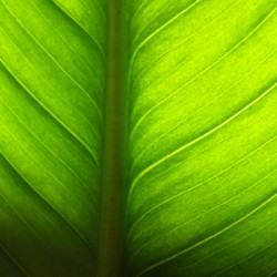 Wikeo et l'écologie